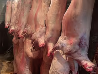 Qoyun, Krasnoyarsk sheep — foto 8