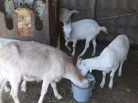 ፍየል, LaMancha goats — ፎቶ 5