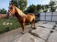 Égua, Haflinger — foto 2