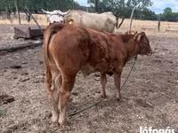 Býk, Simmental cattle — foto 2