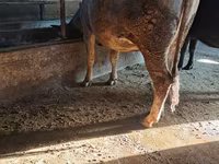 گاو ماده, گاو — عکس 5