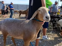 Vædder, Arashan sheep — foto 1