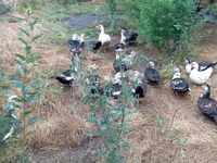 Ducks — Foto 1