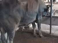 காளை, மாடுகள் — புகைப்படம் 2