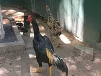 Malay Game — foto 2