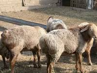 Domba jantan, Hissar sheep — foto 2