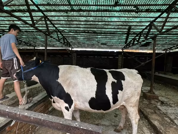 Ng'ombe jike, Banda la Holstein