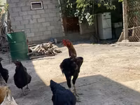Chickens — 사진 4