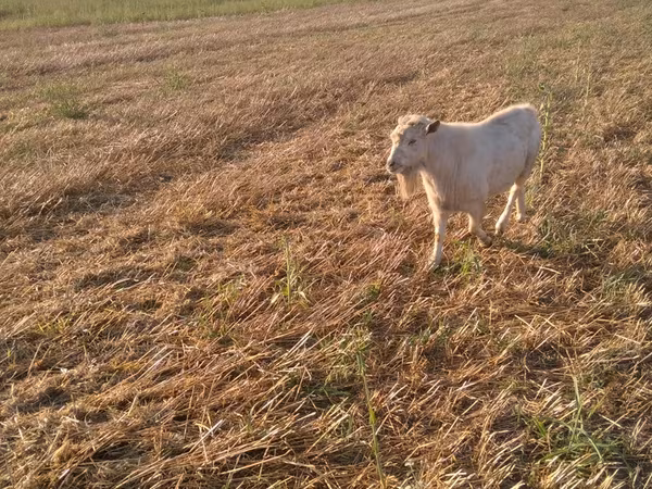 Billy Goat, Goats — Moldova