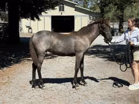 Kobyła, Rocky Mountain Horse — zdjęcie 6