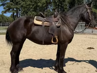 Бие, Percheron — 3-сурет