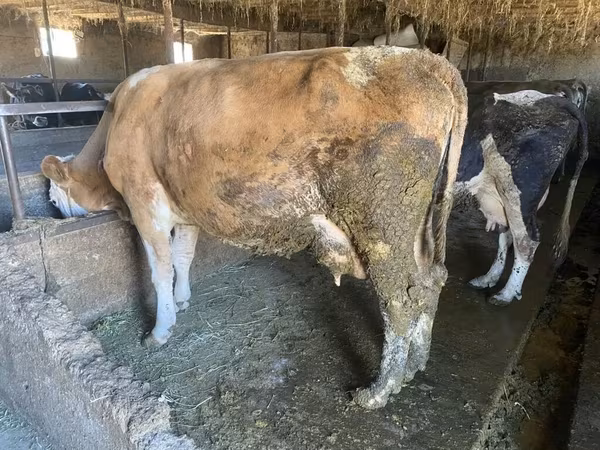 İnek, Swiss cattle