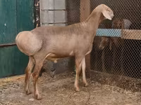 Berbec, Rhon sheep — foto 1