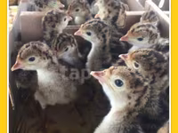 Turkeys — عکس 4