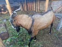 Kambing jantan, LaMancha goats — foto 1