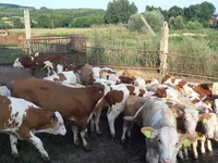 Tyre, Simmental cattle — foto 1