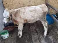 Сиыр, Latvian Blue cattle — 2-сурет