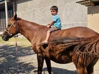 Hingst, Heste — foto 4
