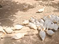 Německý pekin — foto 3