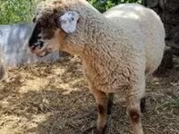 Beran, White Suffolk sheep — foto 2