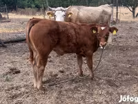 Býk, Simmental cattle — foto 1