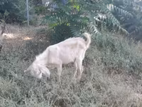 Ged, Nubian Goat — foto 4