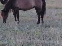 مادیان, Mugalzhar horse — عکس 6