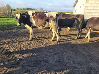 Krava, Russian Black pied cattle — foto 7