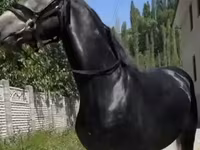 Koń, Friesian sport horse — zdjęcie 1