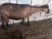 بز ماده, Alpine goat — عکس 5