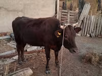 Krava, Skot — foto 1
