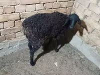میش, گوسفند — عکس 5