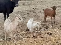بز ماده, Nubian Goat — عکس 6