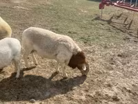 Kambing jantan, Dorper sheep — foto 6