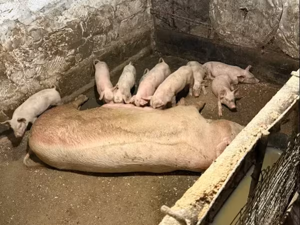 Хукмода, Хукҳо