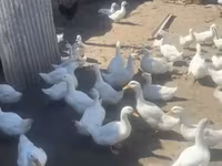 American Pekin — foto 3
