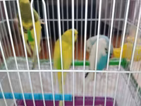 Məhsul: Dalmatian və Avstraliya cinsli dalğalı papuqaylar (budgerigar) — عکس 4