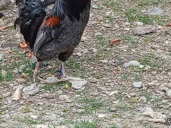 Chickens — Azerbaijan
