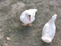 Ducks — foto 2