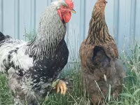Brahma — foto 2