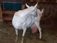 Mbuzi jike, Saanen goat — picha 7