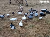 Ducks — รูปภาพ 1