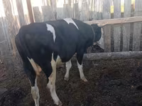 Бух, Russian Black pied cattle — 1 зураг