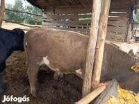 Bik, Simmental cattle — fotografija 5