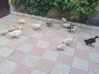 Ducks — عکس 5