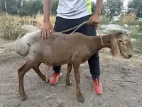 تيس, الماعز — الصورة 2
