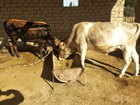 گاو نر, گاو — عکس 1
