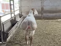 숫양, Arashan sheep — 사진 4