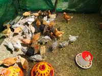 Chickens — புகைப்படம் 2