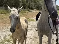 Madyan, Lipizzaner — foto 3